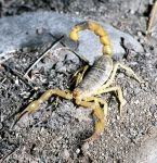 Photo of štír Mesobuthus caucasicus scorpion